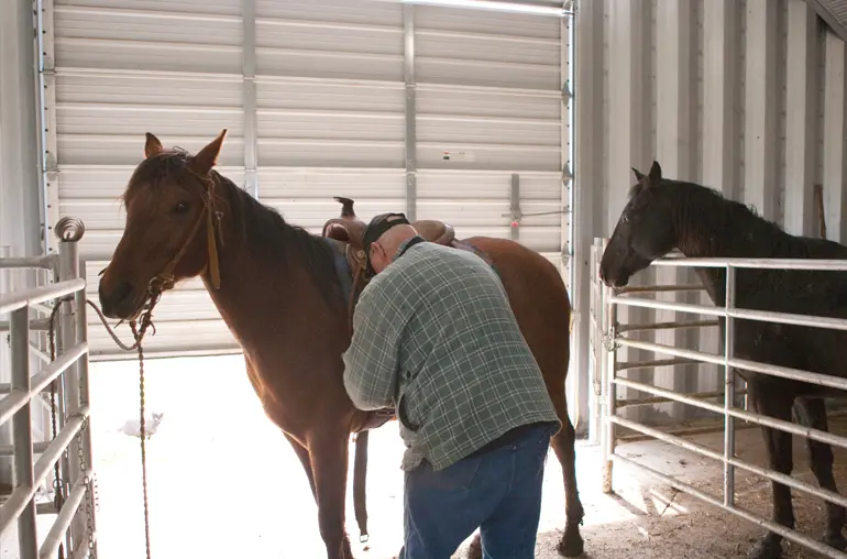 Designing the Ideal Steel Horse Barn for Safety and Comfort